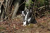 BOSTON TERRIER 072